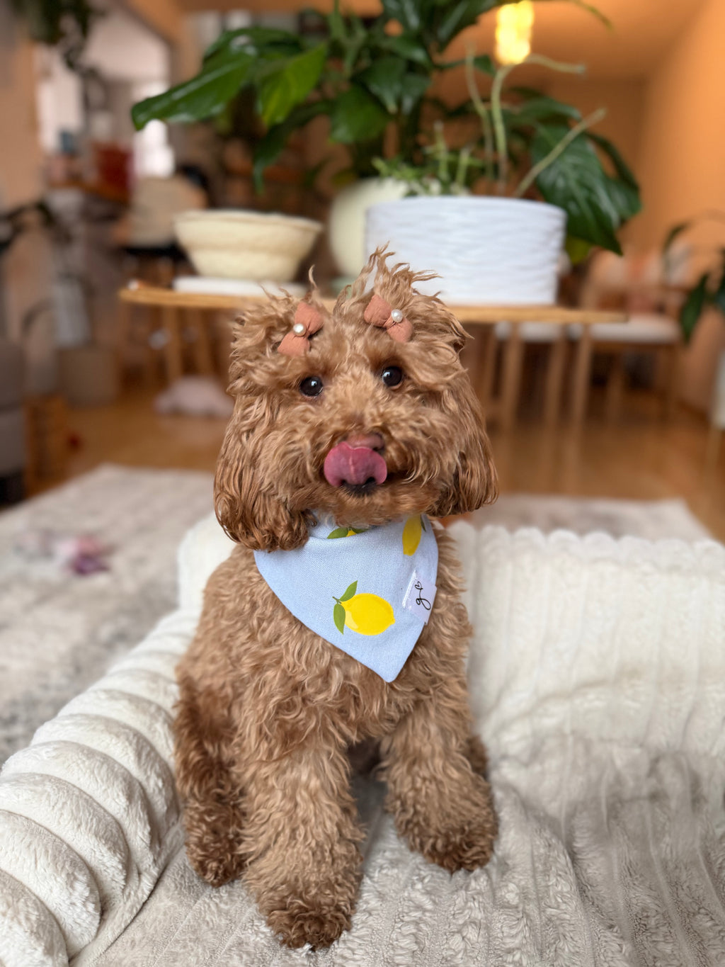 Limoncello | Bandana